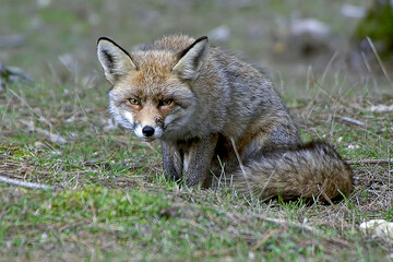 Zorro común o rojo, en las sierras de Cazorla, Segura y Las Villas.