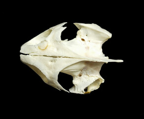 Periostitis, inflammation of the periosteum