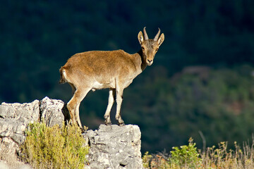 Cabra hispánica sobre un cortado rocoso, en las sierras de Cazorla, Segura y Las Villas.