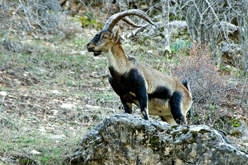 Macho de cabra hispánica, en las sierras de Cazorla, Segura y Las Villas.