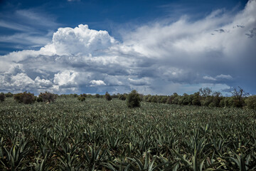 Maguey para pulque