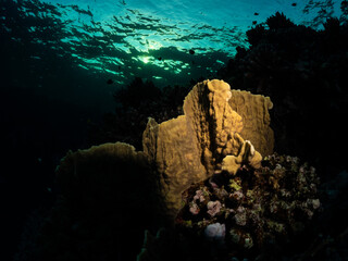 A hard coral stands out against evening light in the Red Sea 