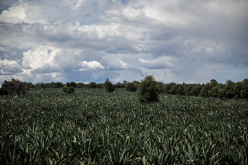 Maguey para pulque