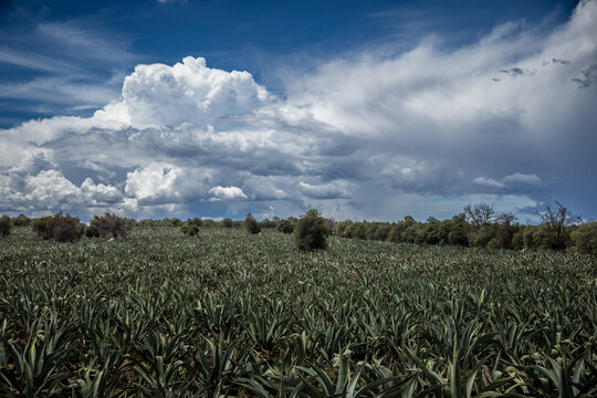 Maguey para pulque