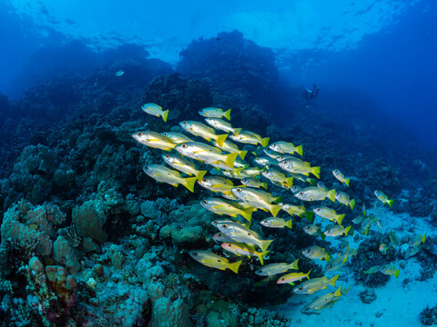 A school of snapper swims past a large coral reef, red sea egypt. 