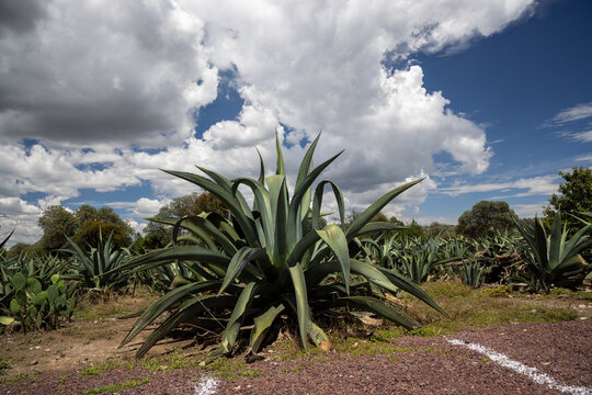 Maguey para pulque