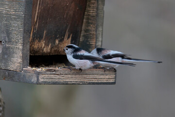Two long-tailed tits sit at a bird feeder in the forest near Augsburg in winter and eat bird food