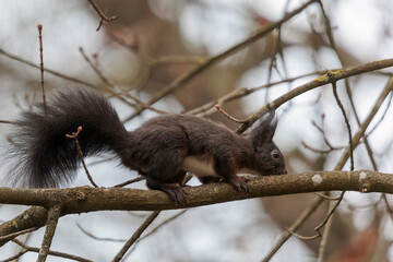 Obraz premium A European squirrel sits on a branch in the forest