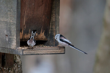 Two long-tailed tits sit at a bird feeder in the forest near Augsburg in winter and eat bird food