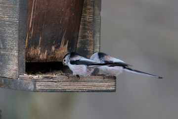 Two long-tailed tits sit at a bird feeder in the forest near Augsburg in winter and eat bird food