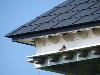 Nesting aid for swallows as in a block of flats