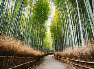 Bamboo forest in Kyoto