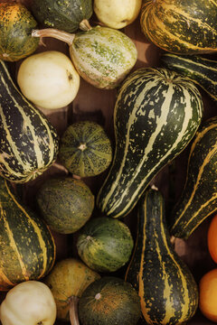 Variety of gourds, different shapes, patterns flat lay. Texture or pattern of vegetables.