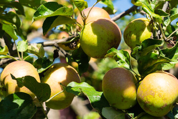 Many colorful ripe juicy apples on a branch in the garden ready for harvest in autumn. Apple orchard. High quality photo