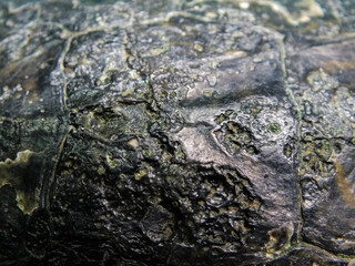 Superficial shell abscesses and erosions, or shell rot