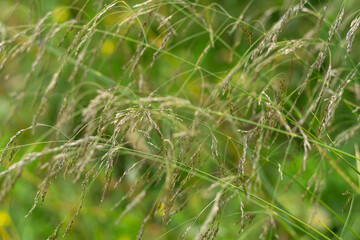 field wild grain