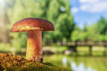 a small mushroom Suillus on the background of a beautiful fairy-tale landscape