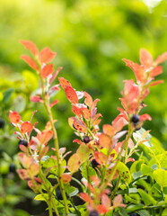blueberry bush