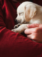 A man holding a sleeping 8 week old Labrador retriever puppy.
