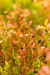 blueberry bush