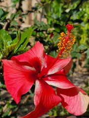 Beauty of red flower close up with green nature background