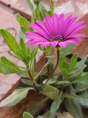 The beauty of a violet flower alone among the green leaves of trees