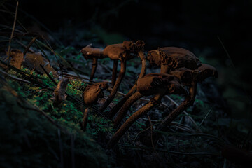 Fantasy Fungi: Close-Up Views in Moonlit Darkness