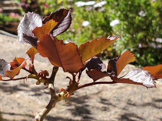 Tree branch with distinctive red leaves in nature background