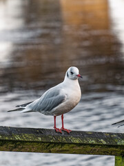 Black-headed Gull, Larus ribibundus, in winter, Northumberland, UK perched with copy space