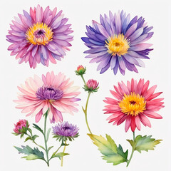 Fototapeta premium pink and white chrysanthemum