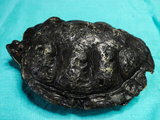 Superficial shell abscesses and erosions, or shell rot