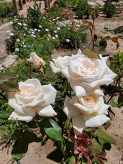 White flowers among green trees in the garden