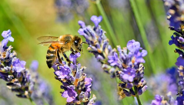 the bee pollinates the lavender flowers plant decay with insects