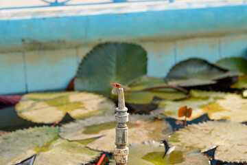 Ogrody Saranath - Indie Dragonfly © Daniel