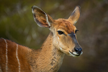 Female kudu portrait