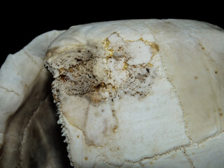 Superficial shell abscesses and erosions, or shell rot