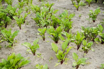 In the garden, beets are planted in rows on the beds, young juicy green leaves stick out from the ground.  Top view, concept of seasonal work in the garden, agriculture.