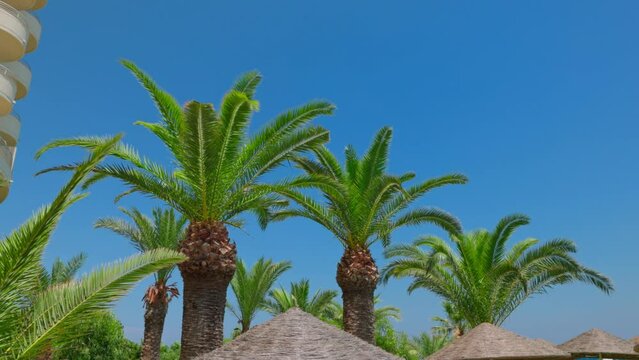 Beautiful view of date palm trees swaying in wind on hotel grounds. Greece.