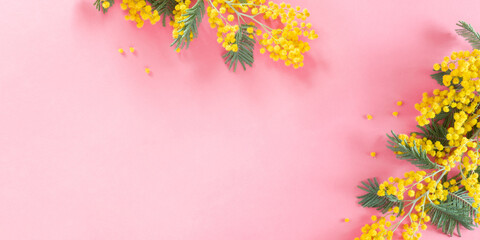 Flowers composition of yellow mimosa. Mimosa flowers on pastel pink background. Flat lay, top view, copy space