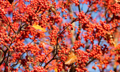 red autumn rowanberry background. red autumn rowanberry. autumn season with red rowanberry