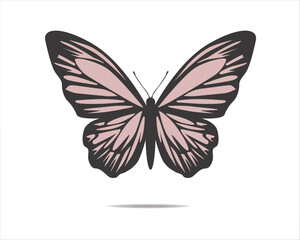 butterfly illustration pink