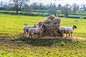 A view of sheep having winter feed in the countryside close to Gumley in Leicestershire, UK on a bright winter day