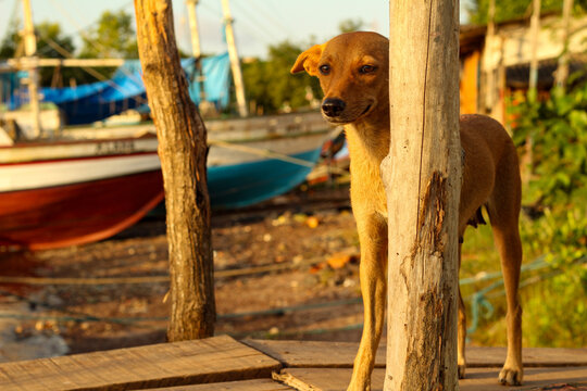 c&atilde;o caramelo no cais de mandeira com barcos