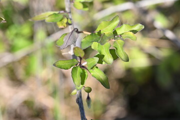 Goji berry leaves in the winter season