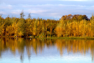 Autumn colors by the lake in the late autumn