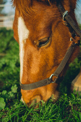 Naklejka na ściany i meble brown horse eating fresh grass