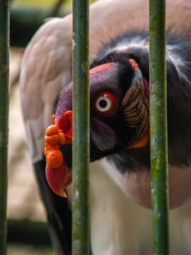 king zamuro or Sarcoramphus papa in captivity