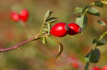 Red berries in the October sun ted and welcoming