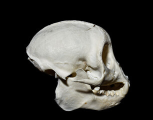 tooth malformation in monkey, mammal