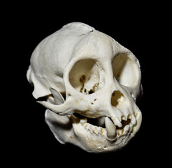 tooth malformation in monkey, mammal